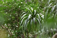 Dracaena halapepe, photograph Damien Wallace, CC0, iNaturalist via GBIF