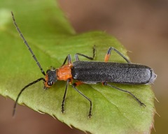 Podabrus vernalis