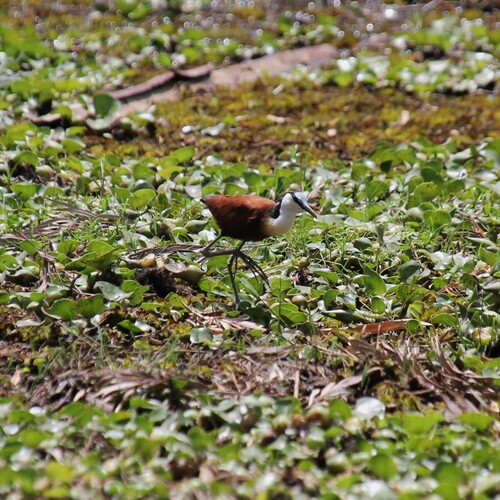 iNaturalist: (c) Hélène Maire, some rights reserved (CC BY-NC), uploaded by Hélène Maire iNaturalist image