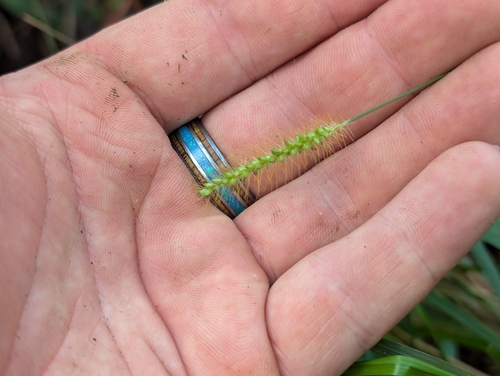 Setaria parviflora observed 2026-01-27