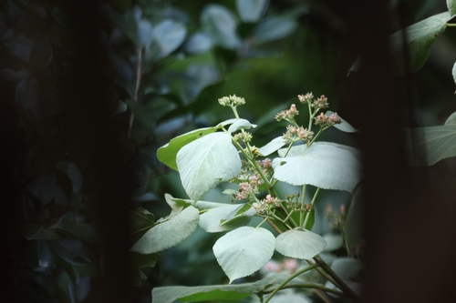 Melochia umbellata, photograph 5