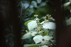 Melochia umbellata, photograph author not stated, no rights reserved