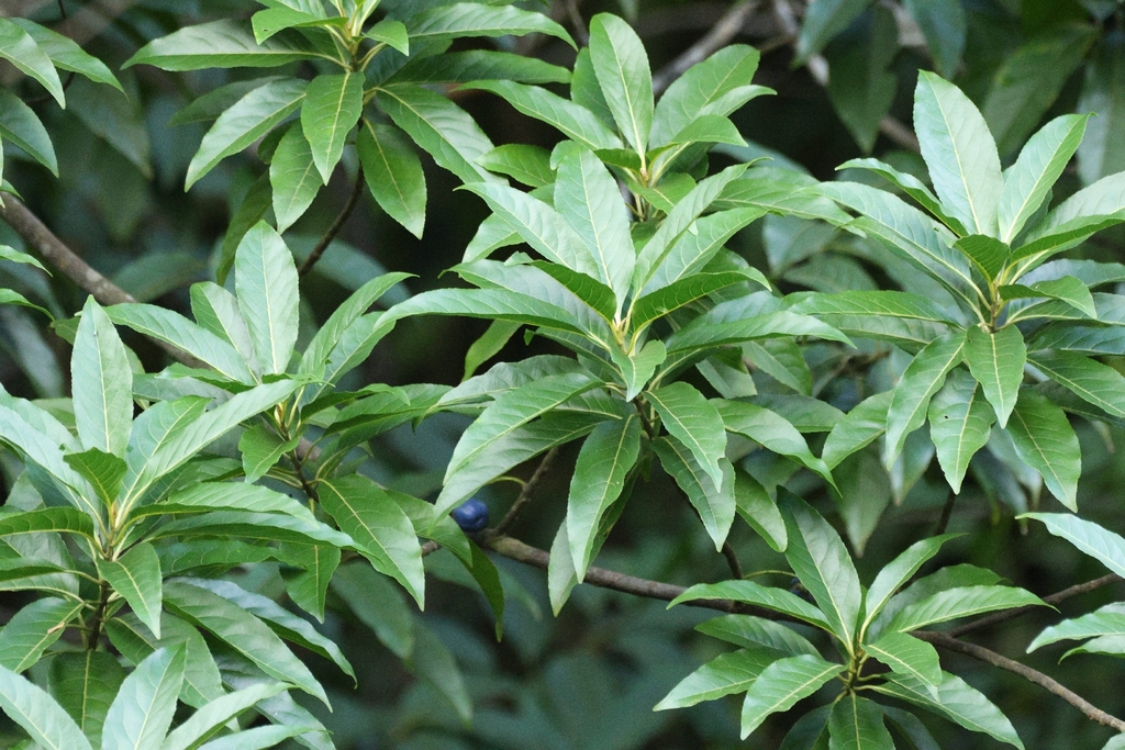 Côm lá hẹp – Elaeocarpus angustifolius