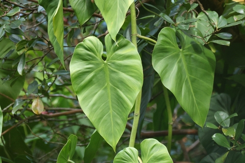 Philodendron hederaceum