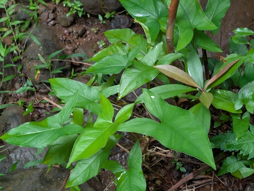 Syngonium podophyllum observed 2026-01-27