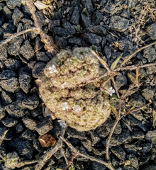 Lepidagathis cristata