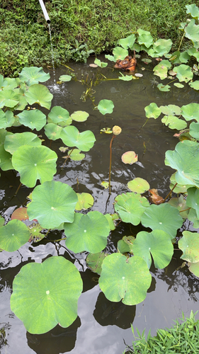 Nelumbo nucifera