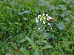 Capsella grandiflora
