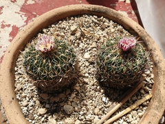 Echinofossulocactus zacatecasensis