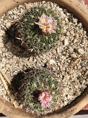Echinofossulocactus zacatecasensis