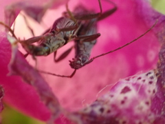 Navomorpha sulcata