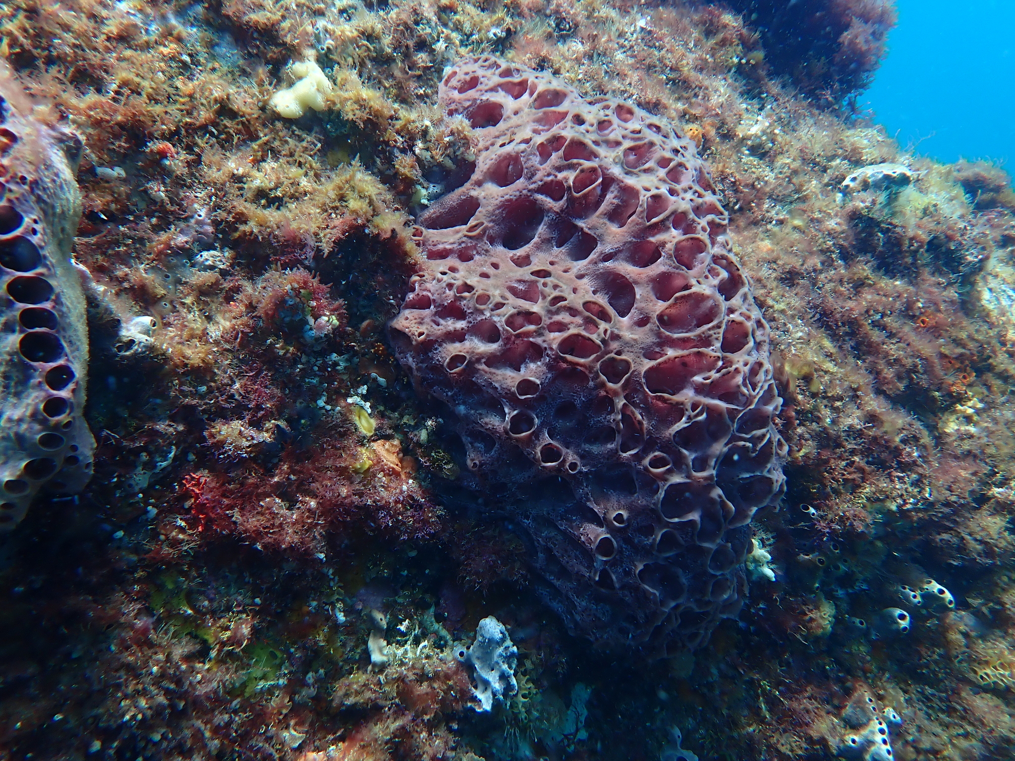 Hypodistoma mirabile (Kott, 1972)
