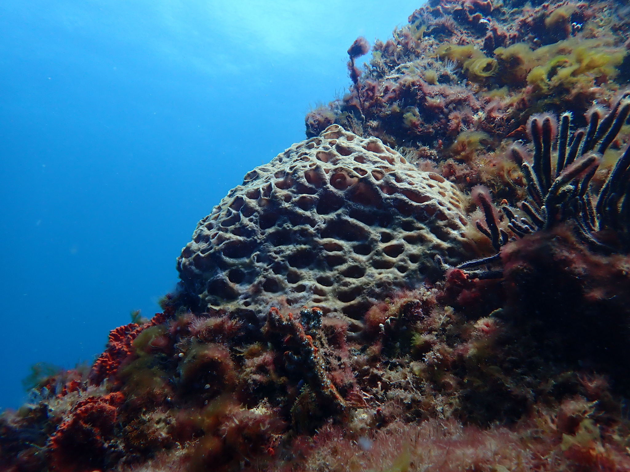 Hypodistoma mirabile (Kott, 1972)