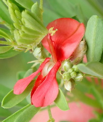 Indigofera stricta