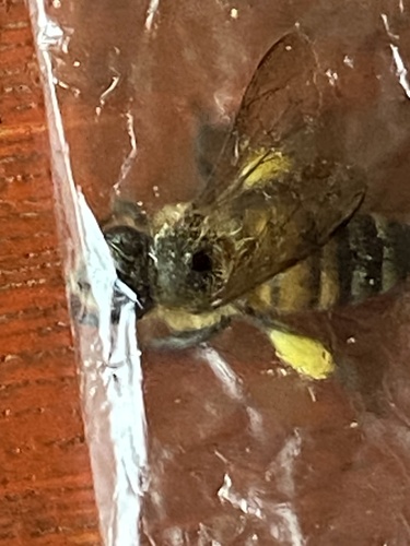 Western Honey Bee