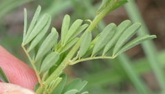 Indigofera stricta