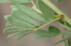 Indigofera stricta