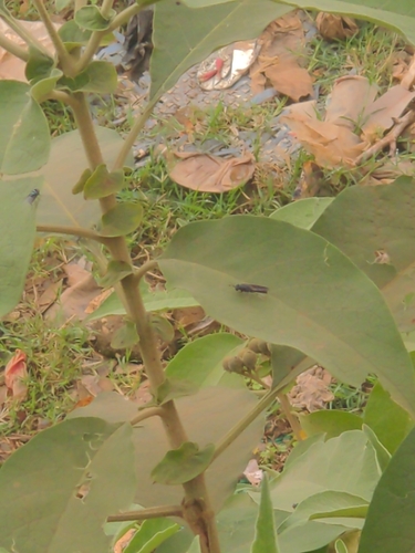 Black Soldier Fly