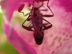Navomorpha sulcata