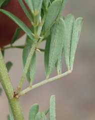 Indigofera stricta