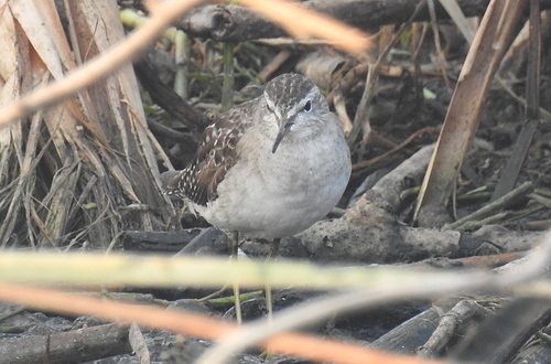 iNaturalist: (c) Deepa Mohan, some rights reserved (CC BY-NC), uploaded by Deepa Mohan iNaturalist image