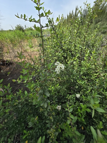 Firethorn