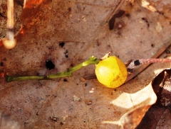 Loranthus europaeus
