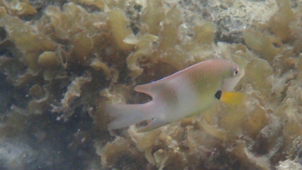 Damselfish (Dischistodus prosopotaenia) — Pomacentridae