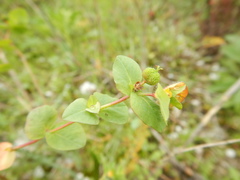 Euphorbia hirsuta