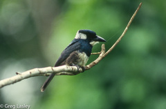 Notharchus pectoralis