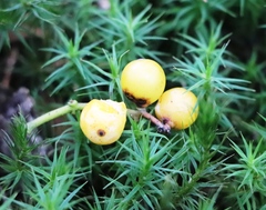 Loranthus europaeus