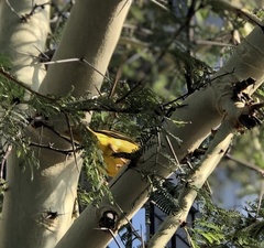 Ploceus velatus