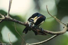 Capito maculicoronatus