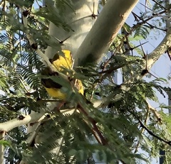 Ploceus velatus