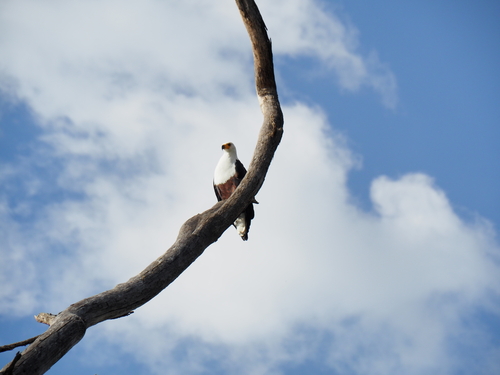 iNaturalist: (c) sbooo, some rights reserved (CC BY-NC), uploaded by sbooo iNaturalist image