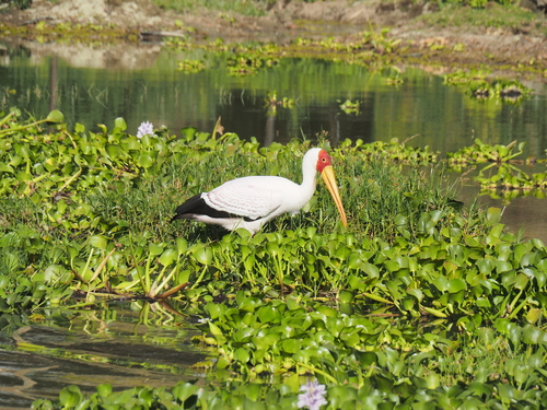 iNaturalist: (c) sbooo, some rights reserved (CC BY-NC), uploaded by sbooo iNaturalist image