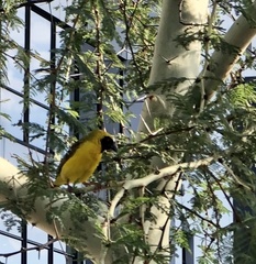 Ploceus velatus