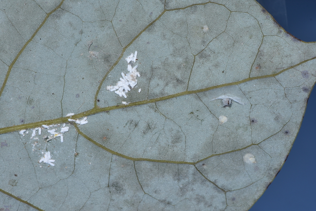 Aulacaspis multispinata