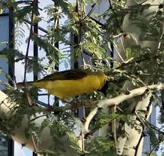 Ploceus velatus