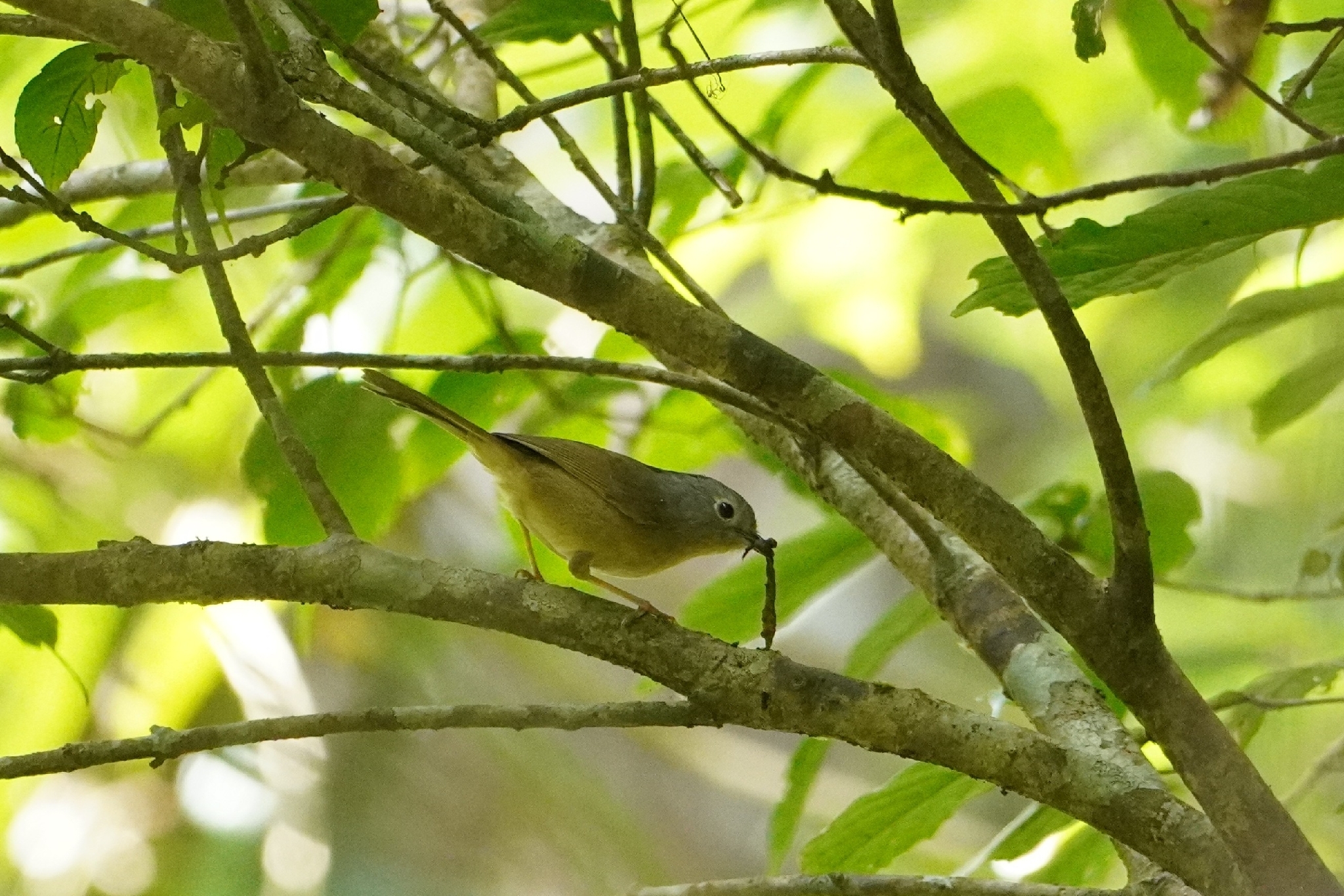 Yunnan Fulvetta (Alcippe fratercula), photo 8