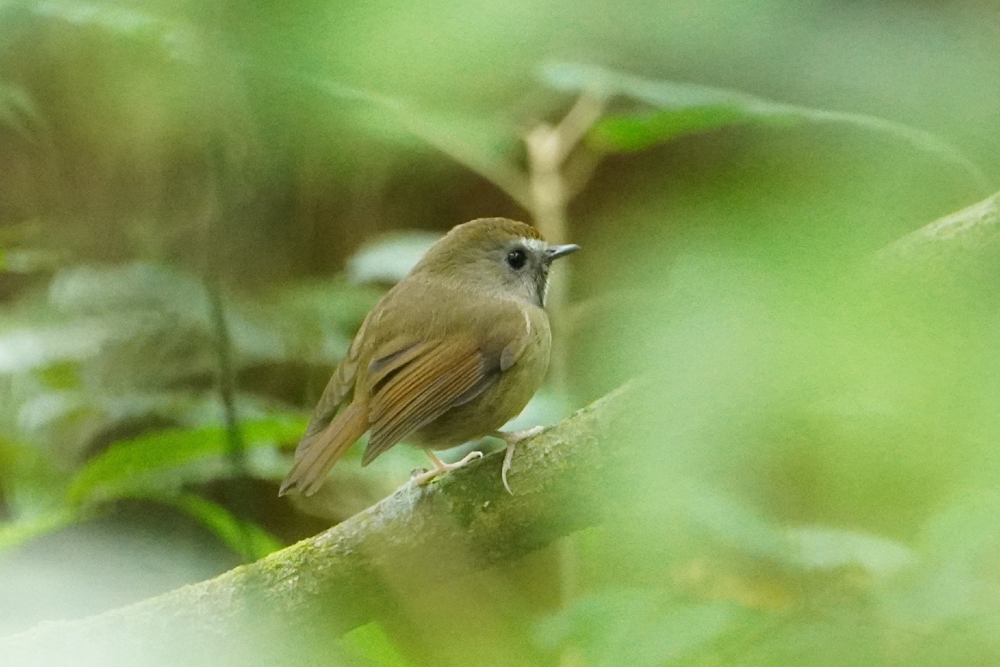 White-gorgeted Flycatcher (Anthipes monileger), photo 1