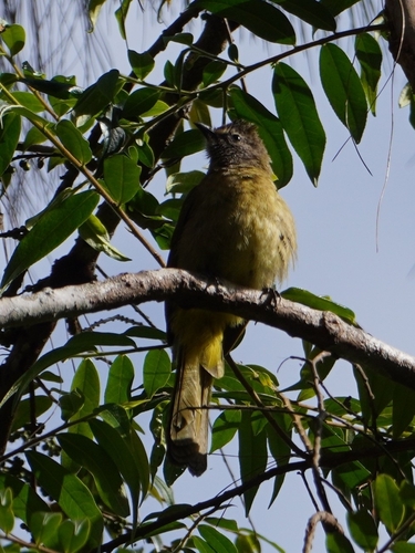 Flavescent Bulbul (Pycnonotus flavescens), photo 5