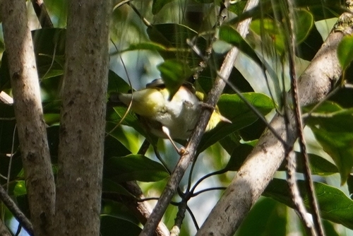 Chestnut-flanked White-eye (Zosterops erythropleurus), photo 1