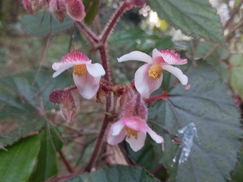 Red-Hair Begonia (Begonia cathcartii)