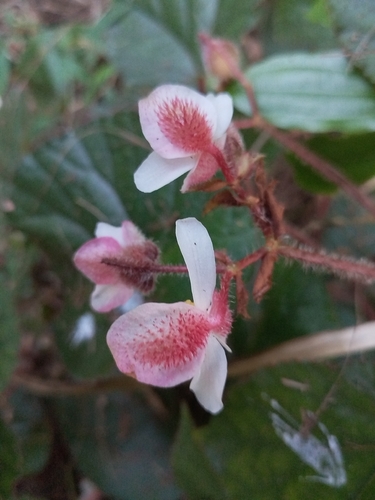 Begonia cathcartii, photograph 1