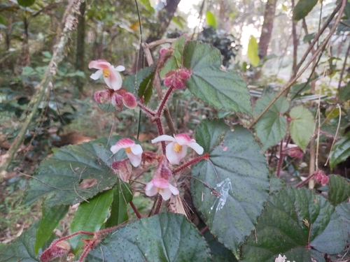 Begonia cathcartii, photograph 2