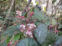 Begonia cathcartii, photograph (c) Ben Costamagna, some rights reserved (CC BY)