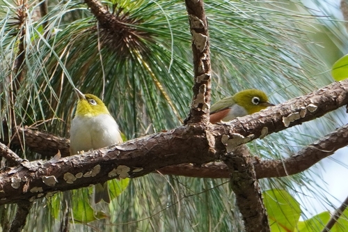 Chestnut-flanked White-eye (Zosterops erythropleurus), photo 2