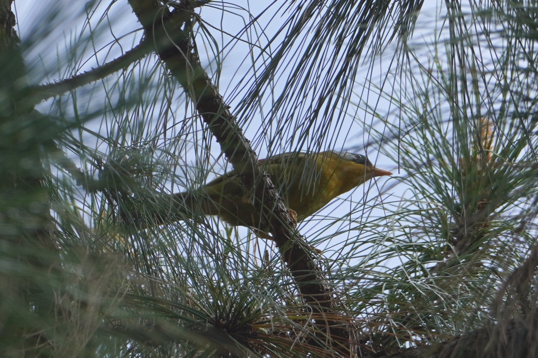 Silver-eared Mesia (Leiothrix argentauris), photo 1
