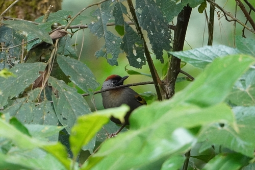 Silver-eared Laughingthrush (Trochalopteron melanostigma), photo 3